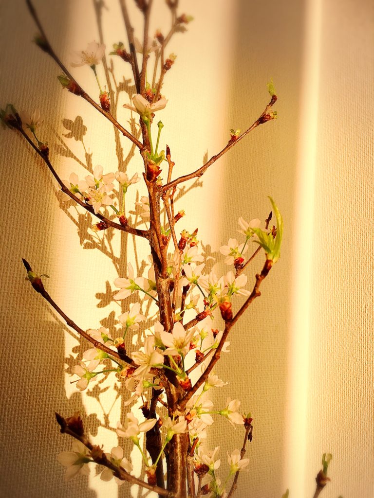 桜＿春
