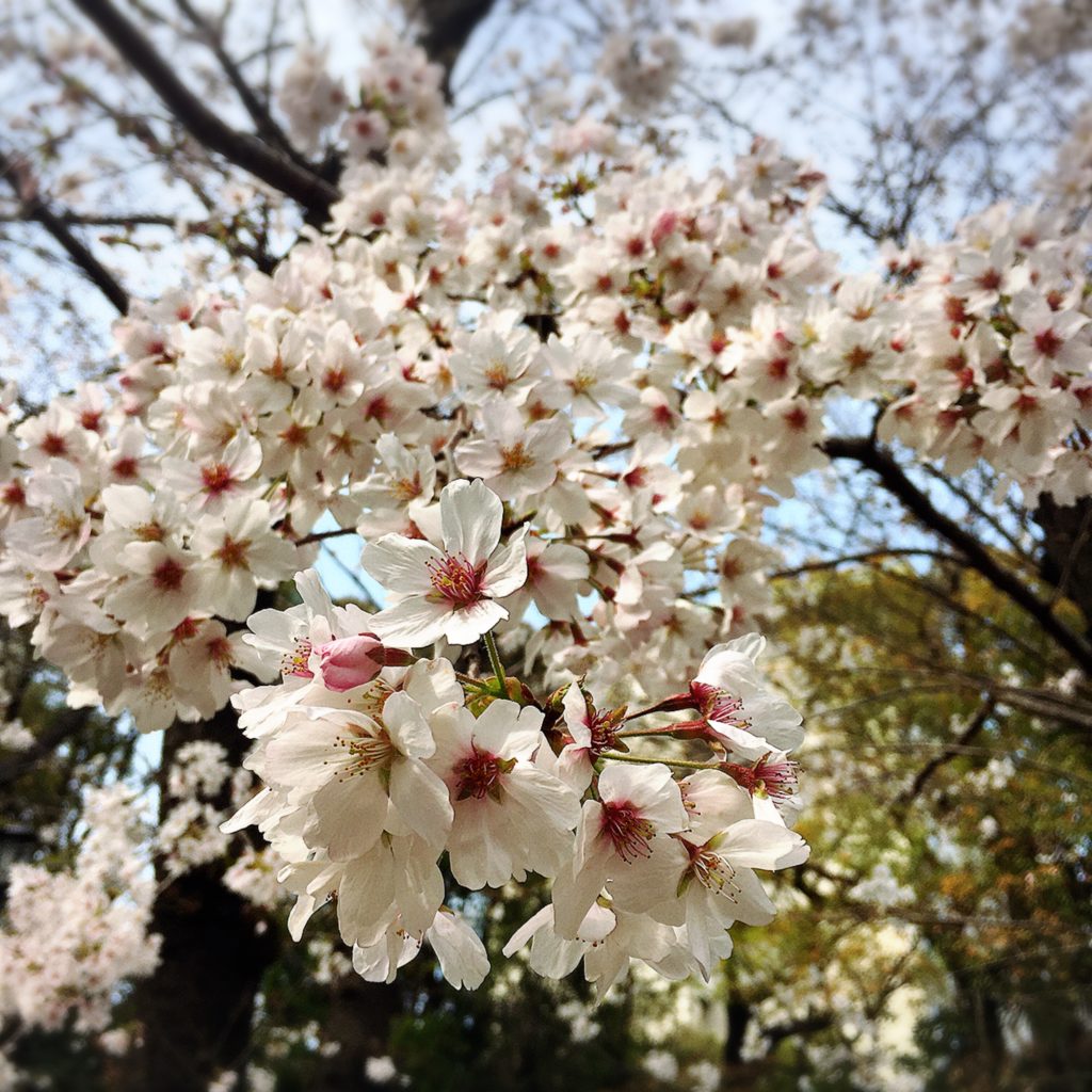大森　桜